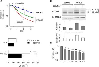 The Autophagy Inhibitor Spautin-1 Antagonizes Rescue of Mutant CFTR Through an Autophagy-Independent and USP13-Mediated Mechanism